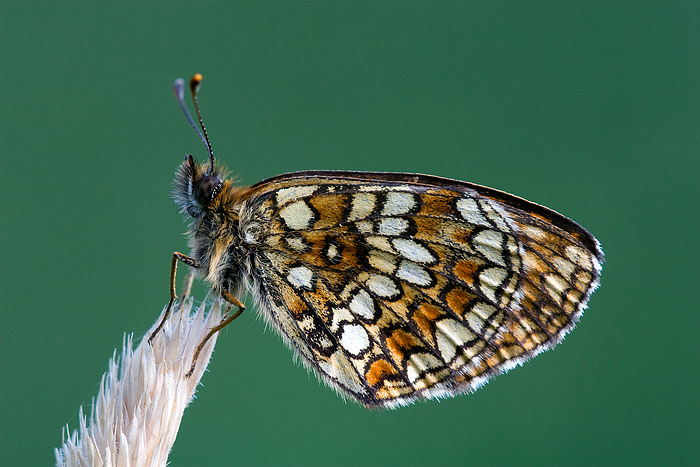 da identificare - Melitaea sp.